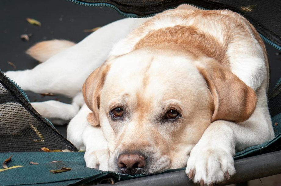 How can Joint Health Supplement for Dogs Ease the Pain of Hip Dysplasia?