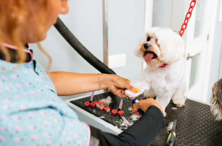 Designer Paws Salon: Where Every Pet Gets the Royal Treatment